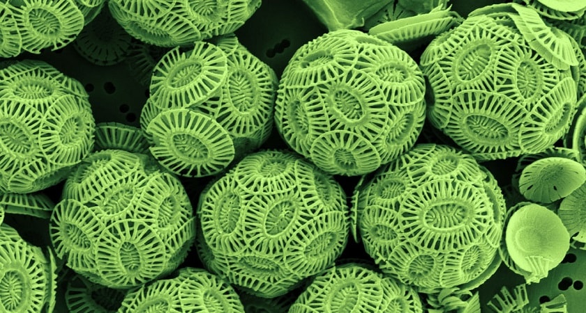 Coccolithophores-Phytoplankton