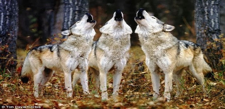 Coyotes-group-Howl