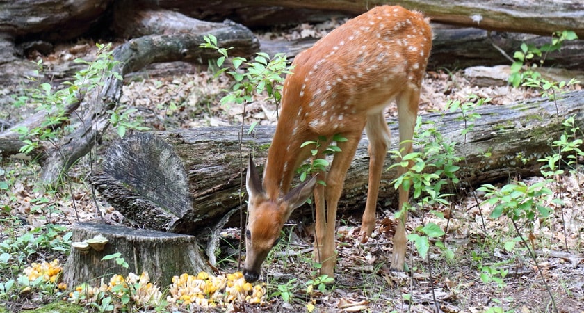 Deer-Eat-Mushrooms