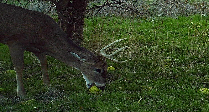 Deer-Eat-Osage-oranges