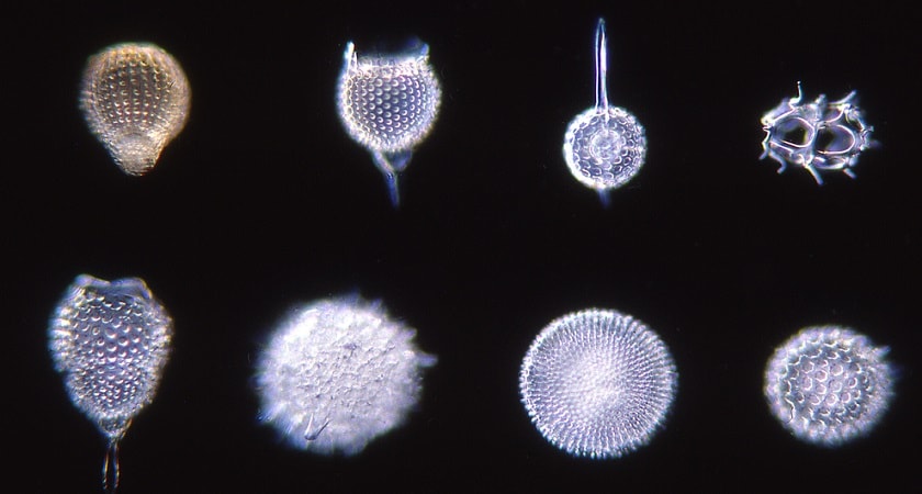 Diatoms-Phytoplankton
