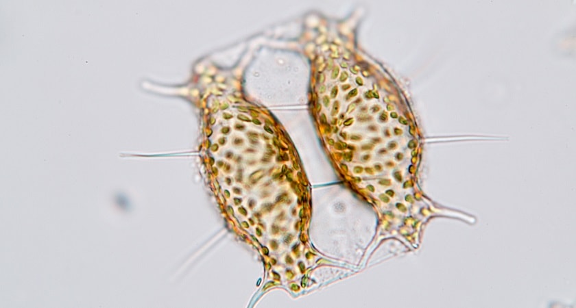 Dinoflagellates-Phytoplankton