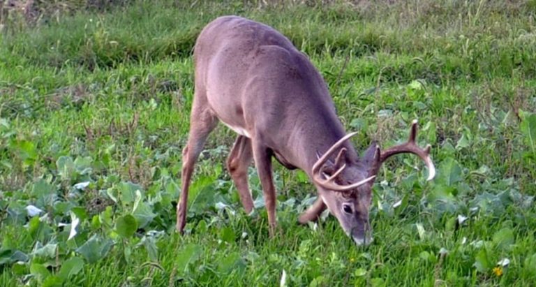 Do Deer Eat Vegetables(Carrots, Tomatoes, Cabbage, Potatoes, Mushrooms)