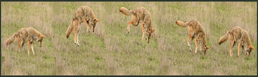 Hunting-Behavior-of-Coyotes