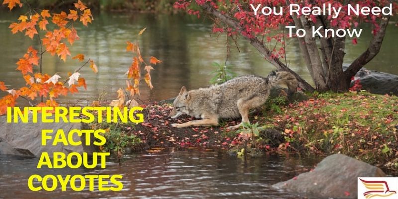 Interesting-Facts-About-Coyotes