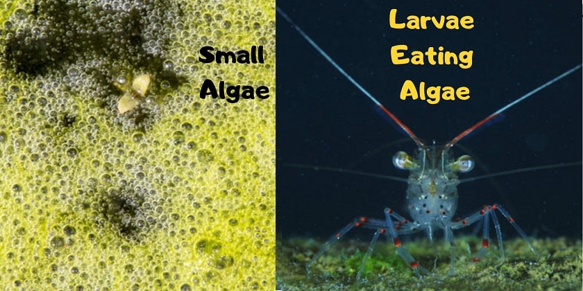 Small-Algae