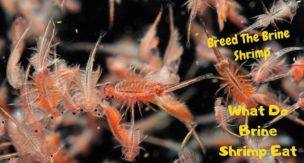 shrimp brine eat ocean shrimps breed feed monkeys sea