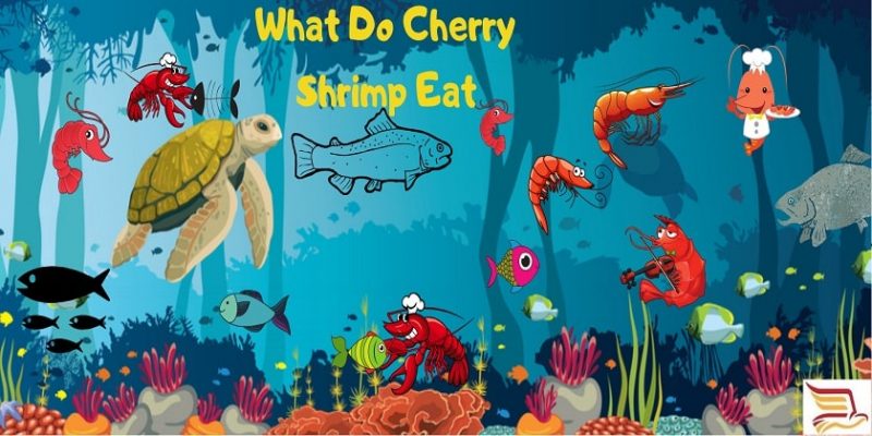 What-Do-Cherry-Shrimp-Eat