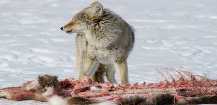 What-Do-Coyotes-Eat