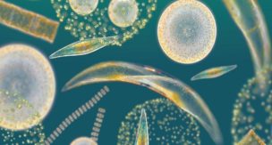 Where Do Phytoplankton Live  The Base Of The Food Chain