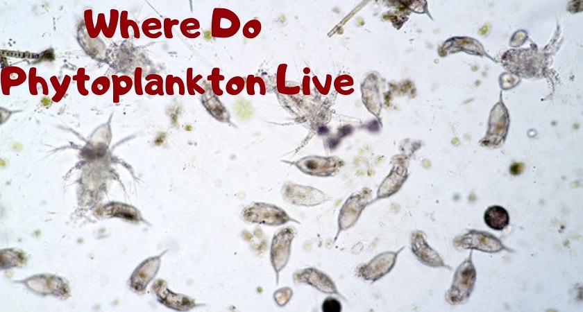 Where-Do-Phytoplankton-Live