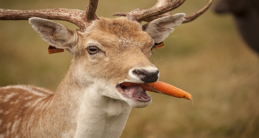deer-eat-carrot