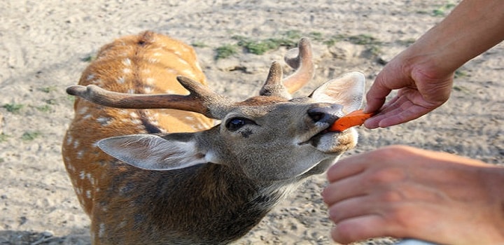 deer-eat-carrot