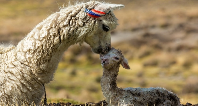 Alpacas-with-baby