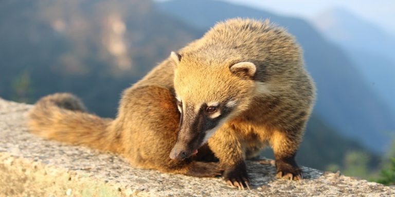 what-do-coatis-eat-the-hog-nosed-racoons-coatimundis