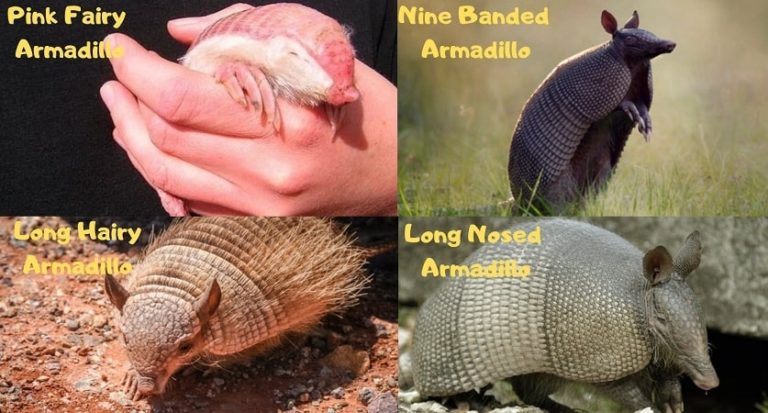 What Do Armadillos Eat | The Mammal With Armours – HunterHunts