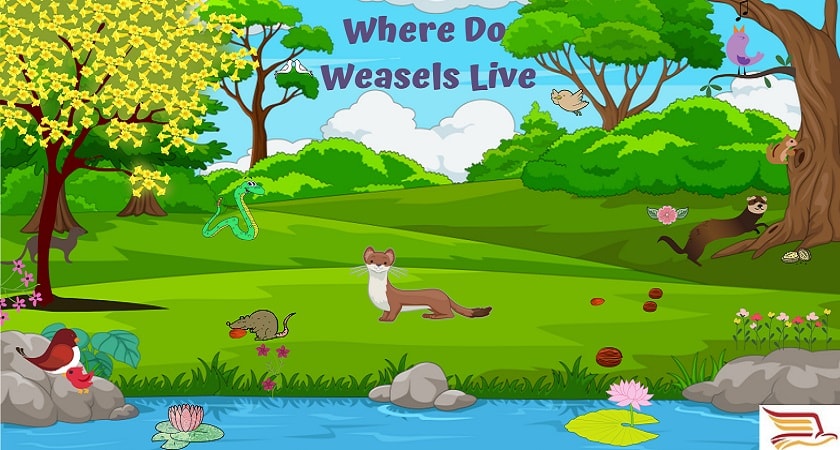 Where-Do-Weasels-Live