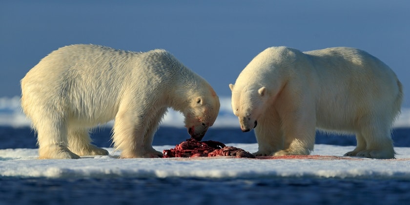 Hunting-By-Polar-Bears