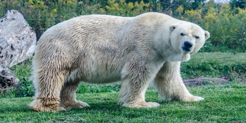 Polar-Bear-Facts