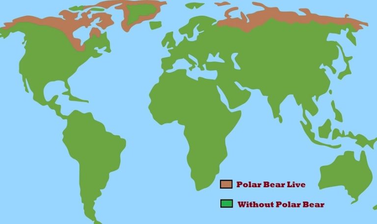 Polar Bear Live Map 768x457 