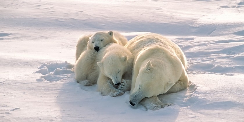Polar-Bear-Sleeping-On-Ice