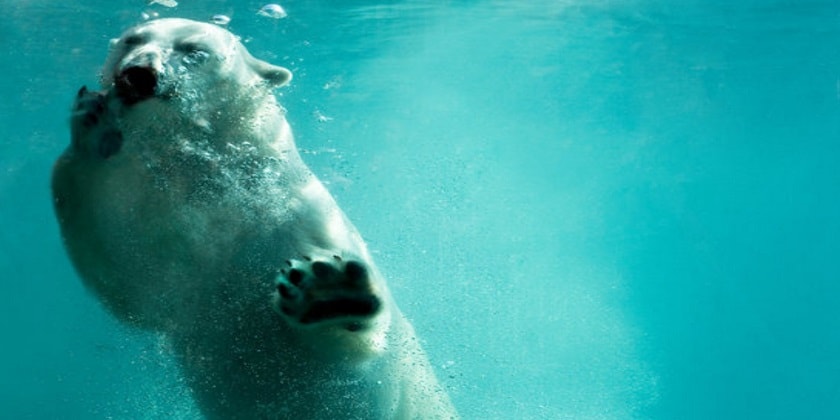 Polar-Bear-Swim-Facts