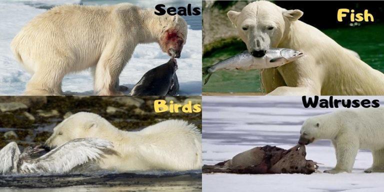 What Do Polar Bears Eat | Everything About Polar Bears – HunterHunts