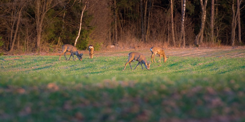 Deer-Eat-Followers-And-Shrubs