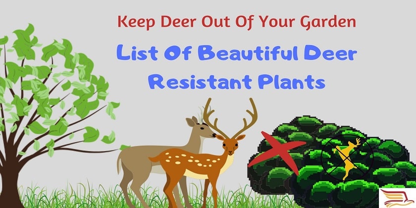 Deer-Resistant-Plants