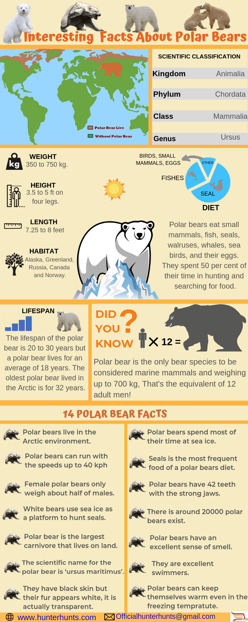 polar bear facts infographic